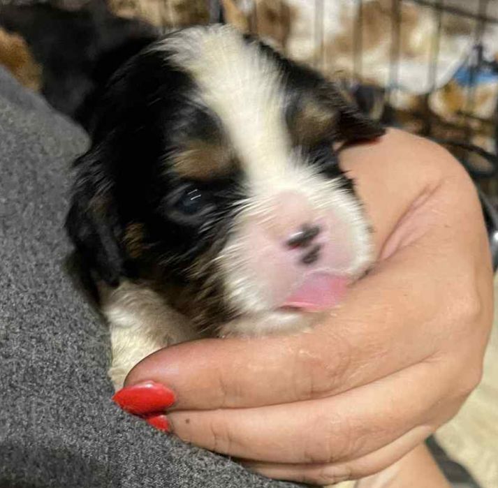 Śliczny  chłopczyk