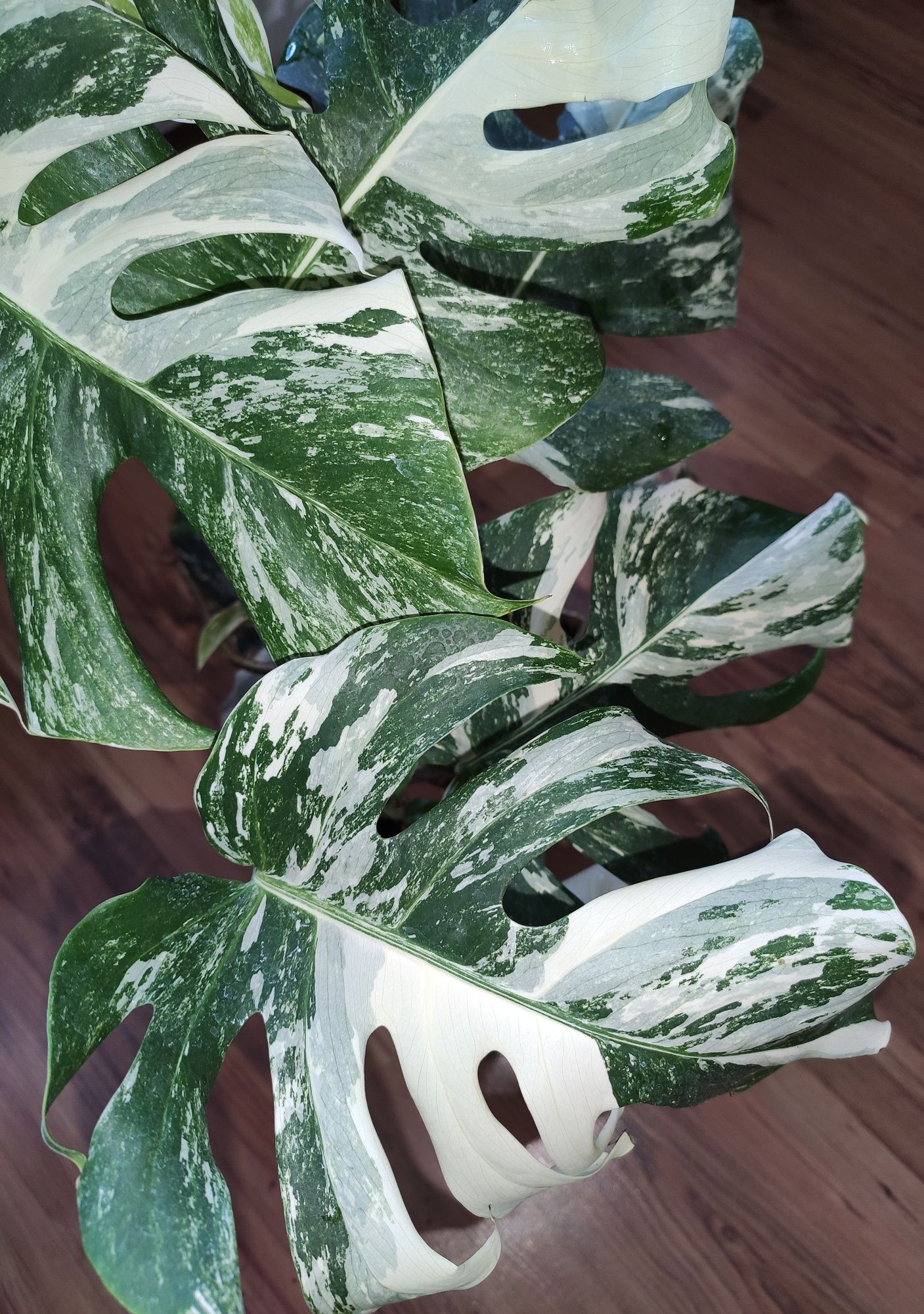 Monstera, philodendron, syngonium