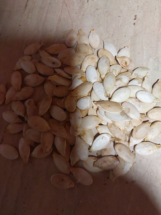 Pestki dyni niełuskanej