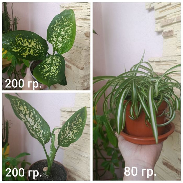 Продам комнатные растения