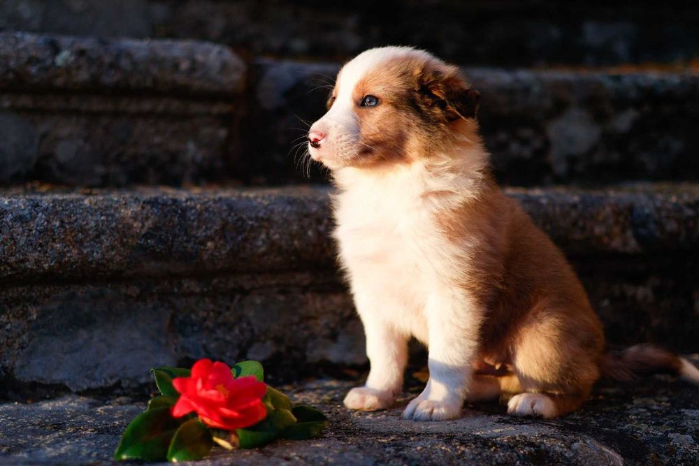 Border Collie Red Merle Vermelho Australiano Sable Blue