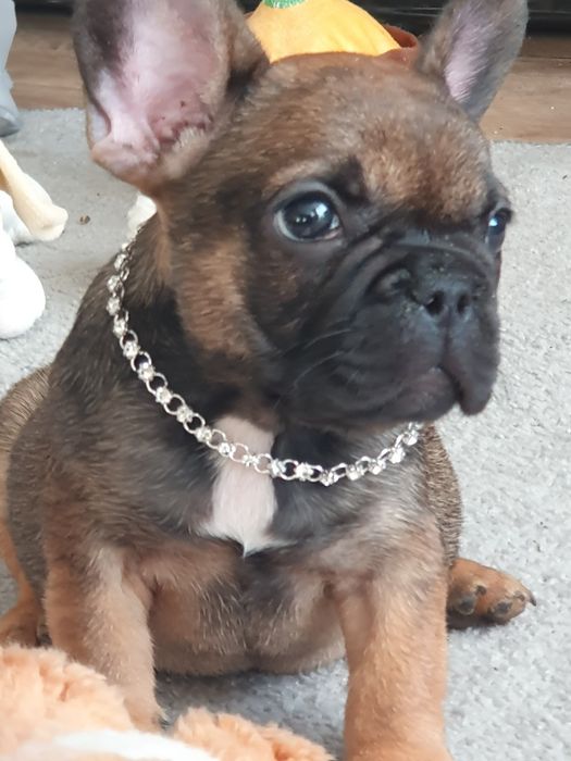 Buldog francuski/ Cudowne sunie