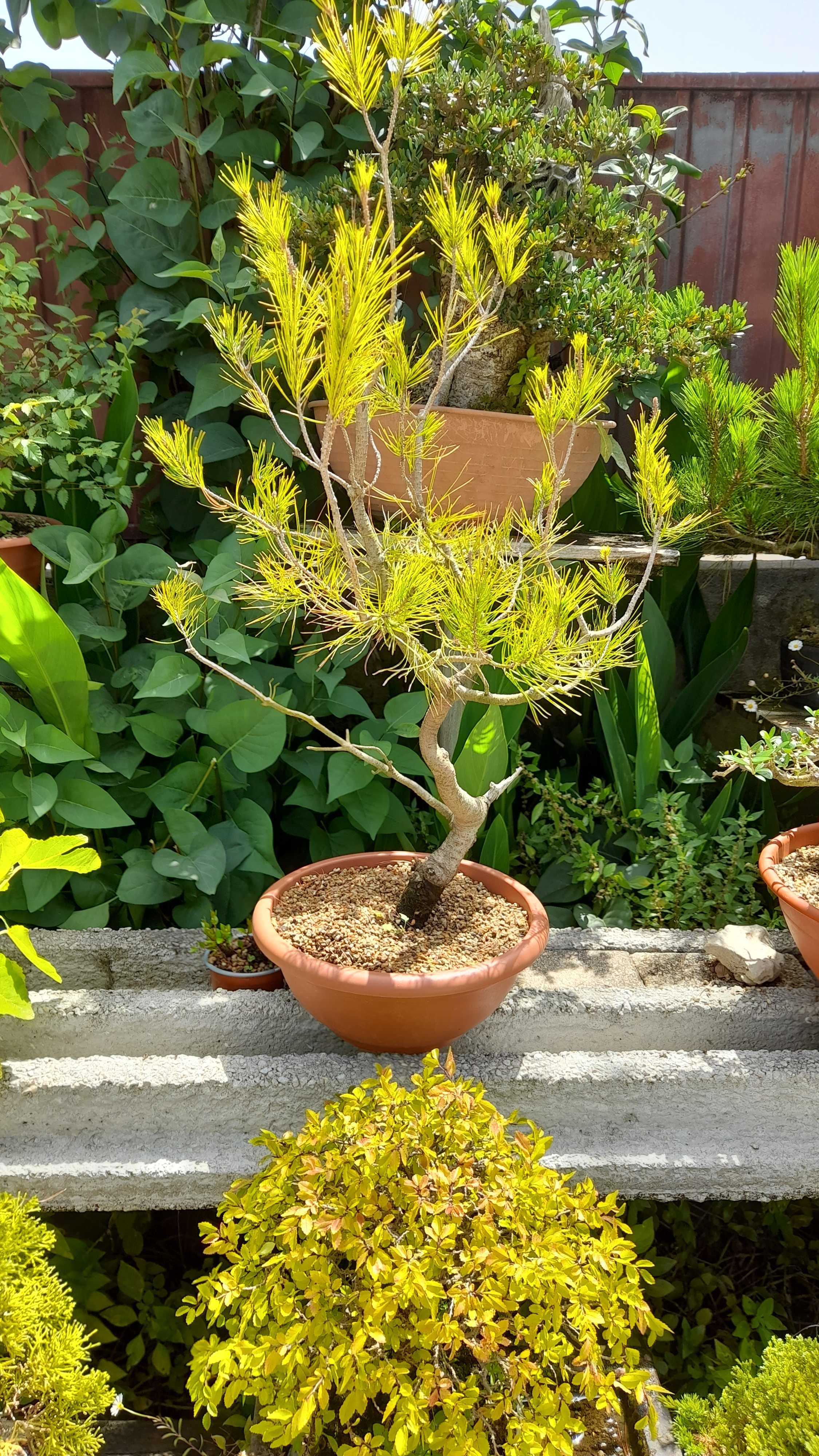 Bonsai (Pré-bonsai) - Pinus Halepensis (Pinheiro do Alepo)