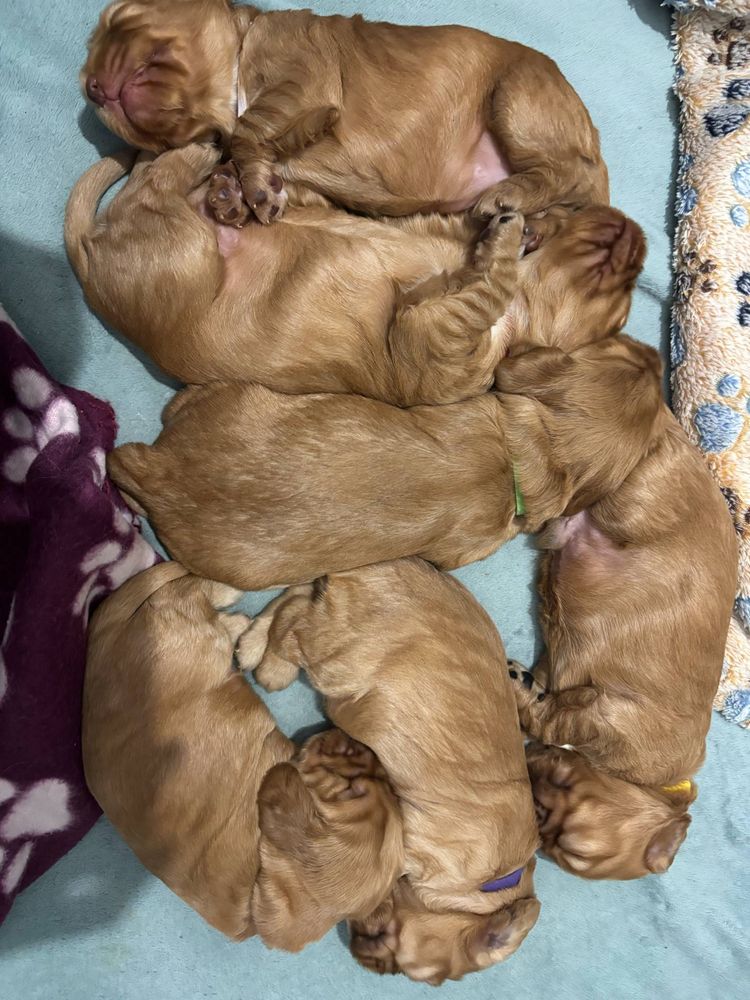 Cocker spaniel angielski