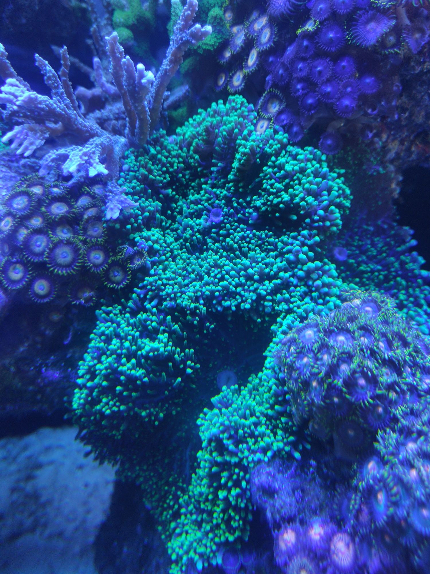 Anthelia koral koralowiec zoa Na start i nie tylko