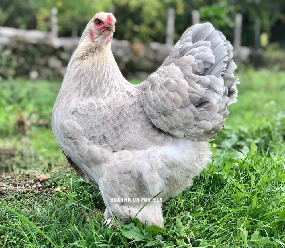 BRAHMA ISABELLA ( OVOS )