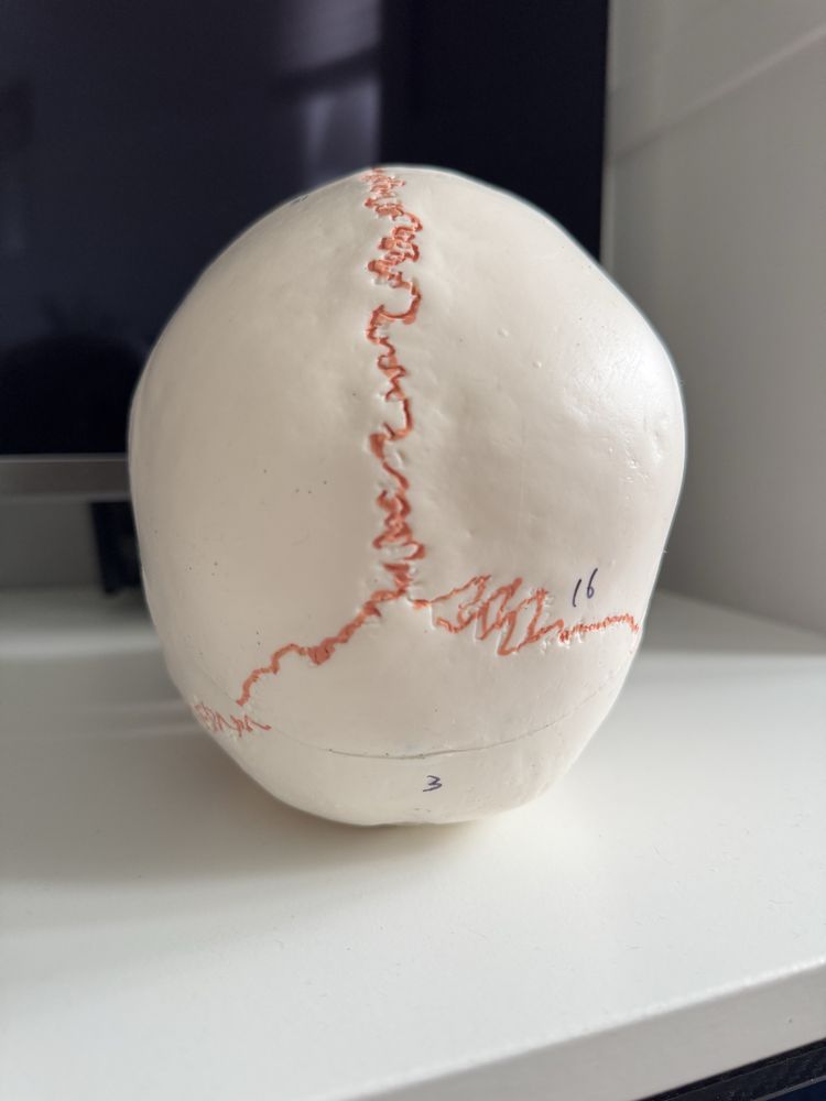 Model anatomiczny czaszki Medwil