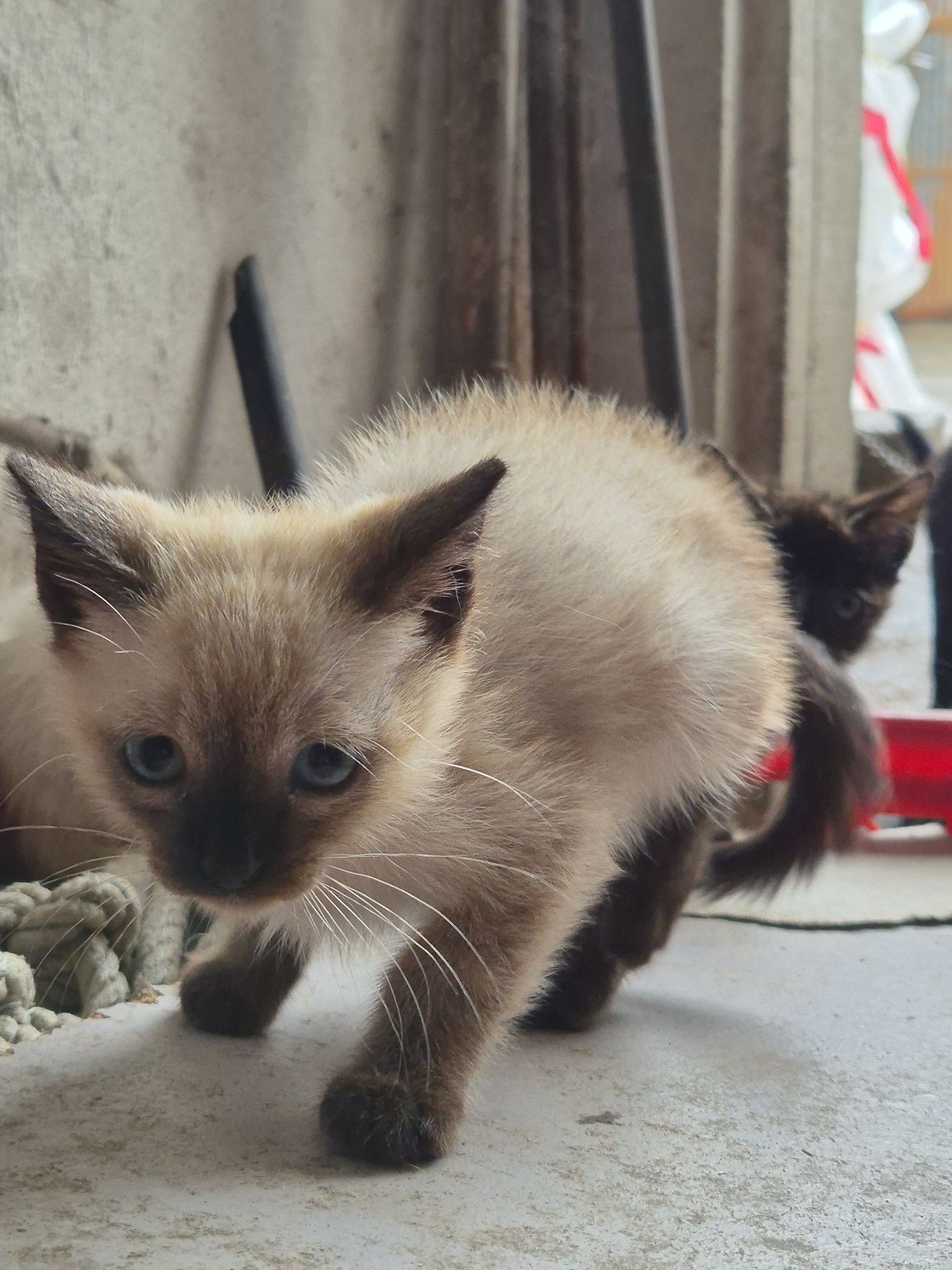 Gatinho bebé siamês