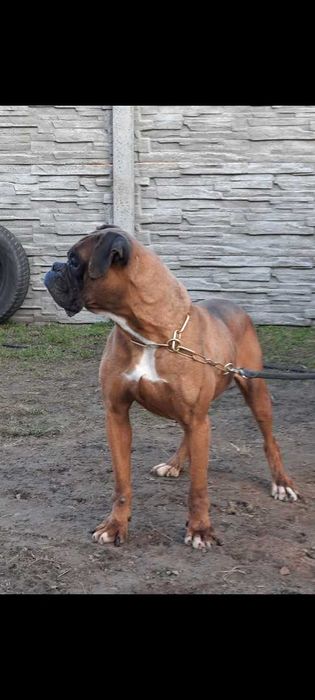 Reproduktor Bokser zarejestrowany Swkipr