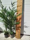 Cupressus leylandes 150cm