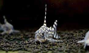 Kirysek zebra - Corydoras CW 111 - odłów - WF - Kirys - dowóz, wysyłka