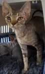 Devonrex kocica tygrysia
