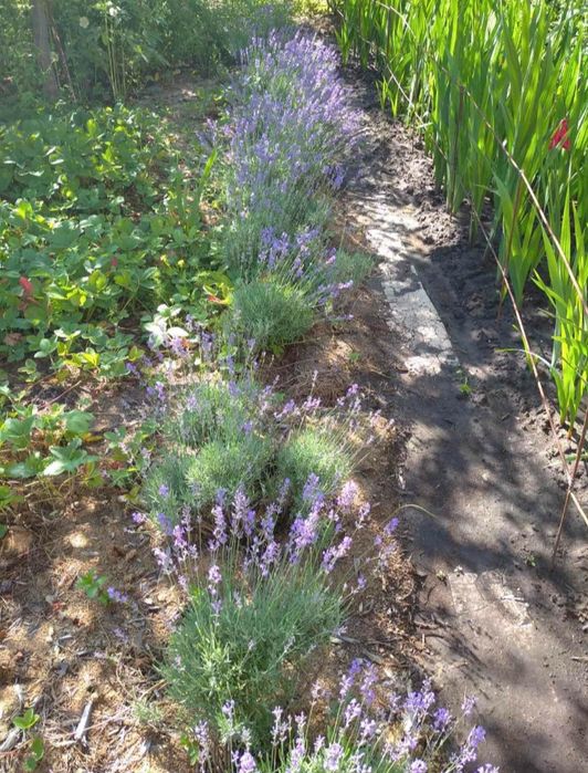 Лаванда 35грн кущик