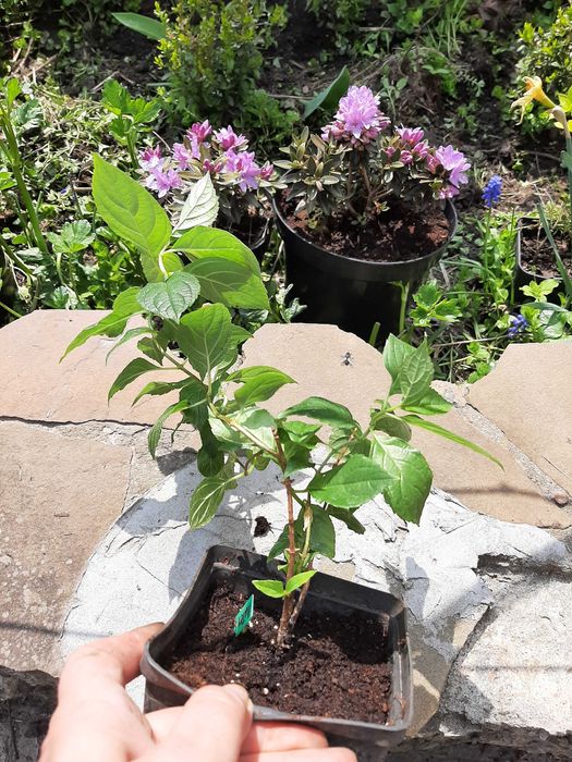 Набір метровидних гортензій 4шт. 1 річніх