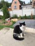 Віддам кошенят в добрі руки