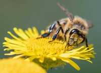 Бджолосім'ї, бджолопакети ( пчелосемьи, пчелопакеты ) бакфаст