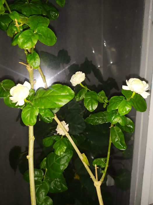 Жасмін Гранд Дюк