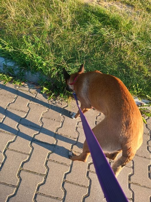 Oddam za darmo suczkę