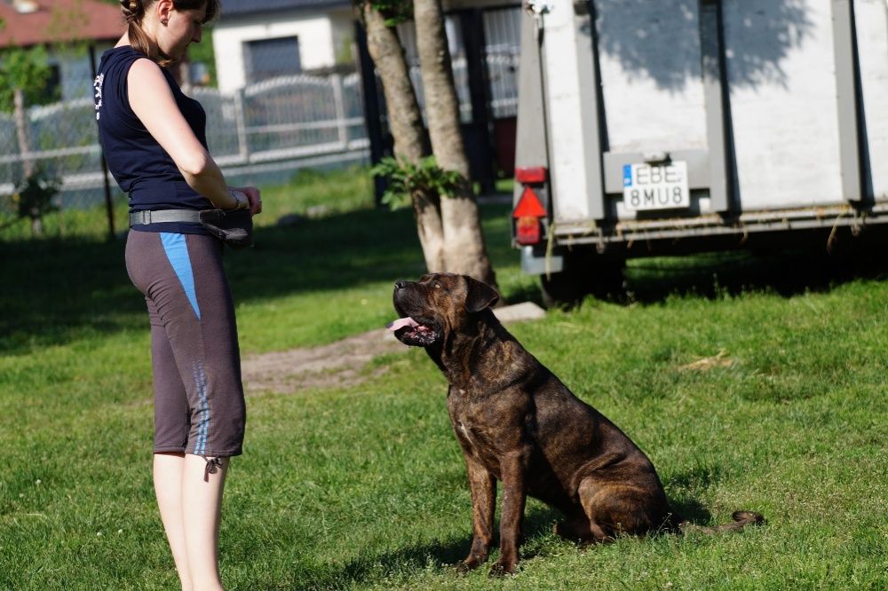 Bonus w typie Cane Corso do adopcji