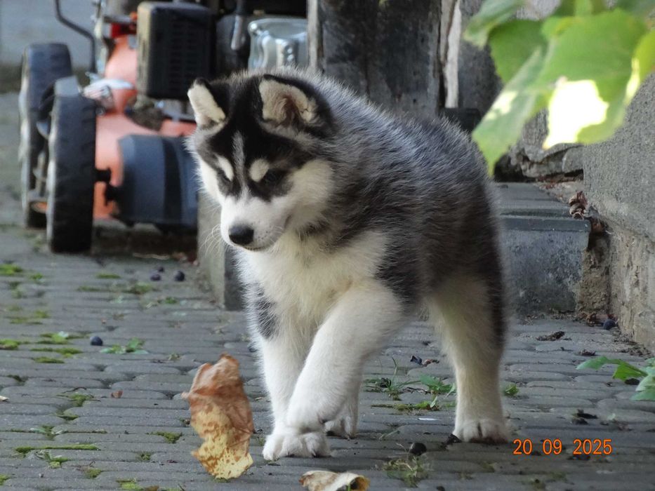 Piękny piesek siberian husky ZKwP / FCI