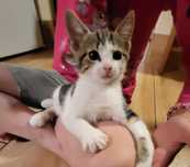 Kocurek ośmiotygodniowy do adopcji