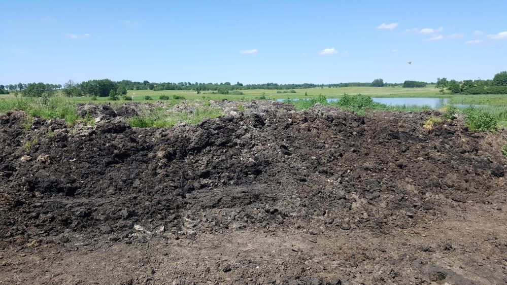 Obornik Koński wieloletni sezonowany