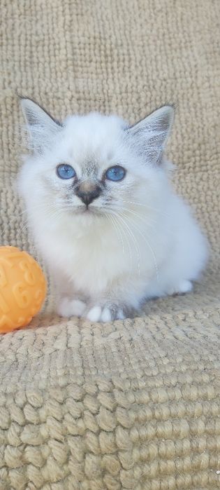Gato Sagrado dá Birmânia