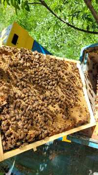 Odkłady pszczele rodzina pszczela