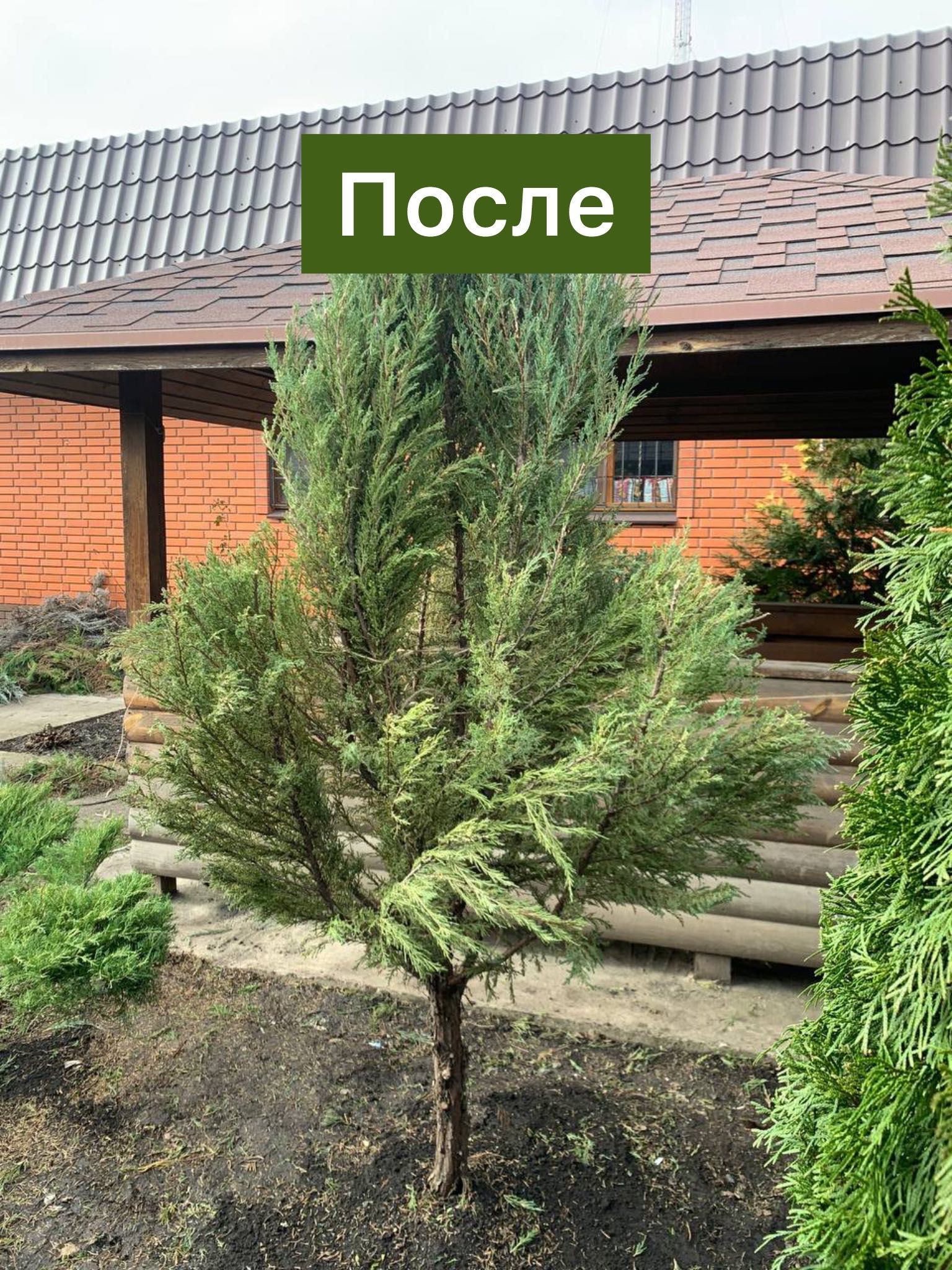 Услуги садовника и уборка территории Одесса