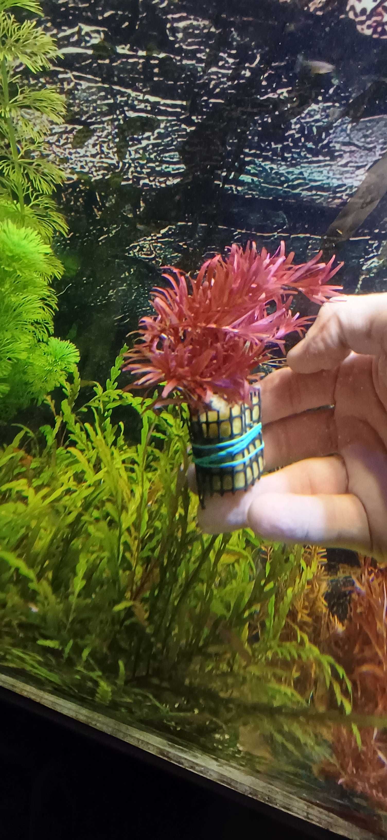 Plantas de aquario / vasos
