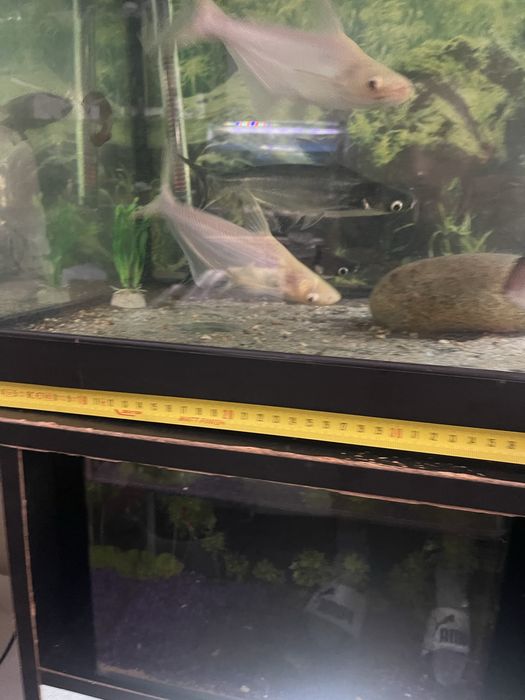 4 pangasius 2 albino 2 azuis