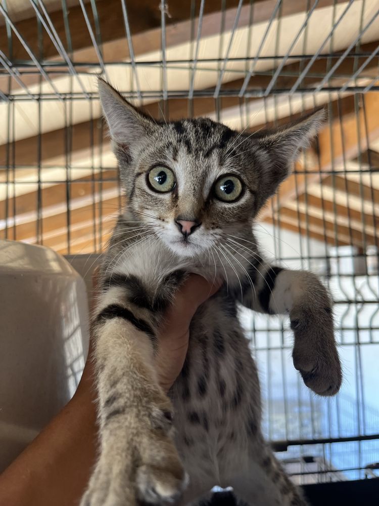 Merlin- Gatinho Tabby para Adoção