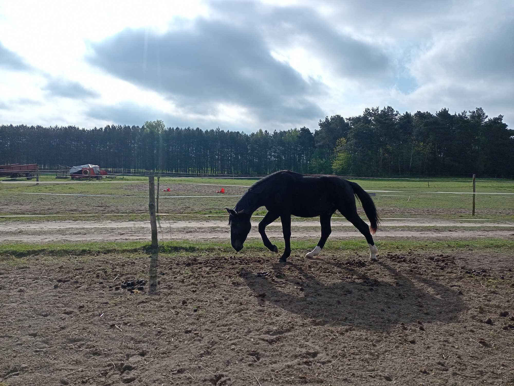 Ogier śląski 2 lata