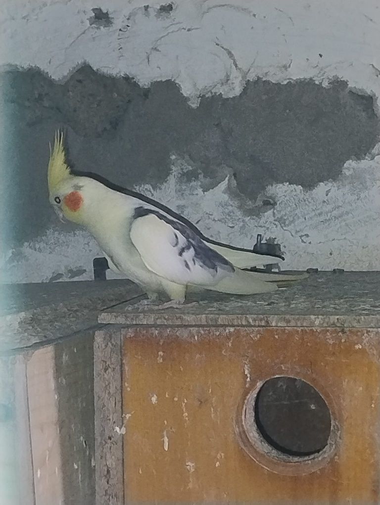 Papugi ninfy sprzedam