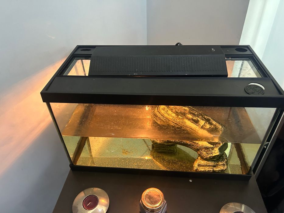 Aquário peixes como novo