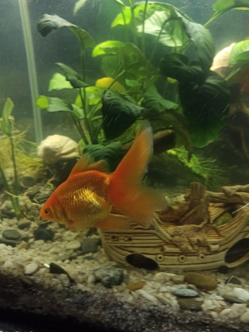 Рыбка аквариумная золотая