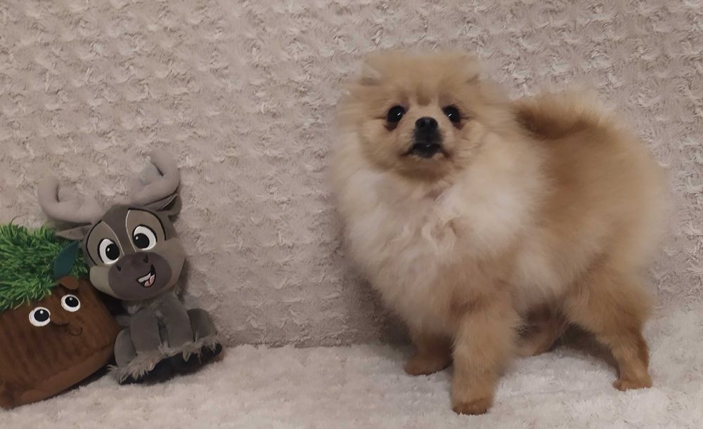 Szpic Miniaturowy (Pomeranian) - piękny piesek