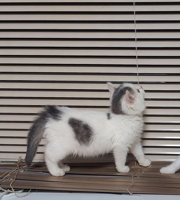 В добрые руки кошечку