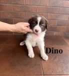 Border Collie, Piesek z Rodowodem, Rodzice przebadani, Dino