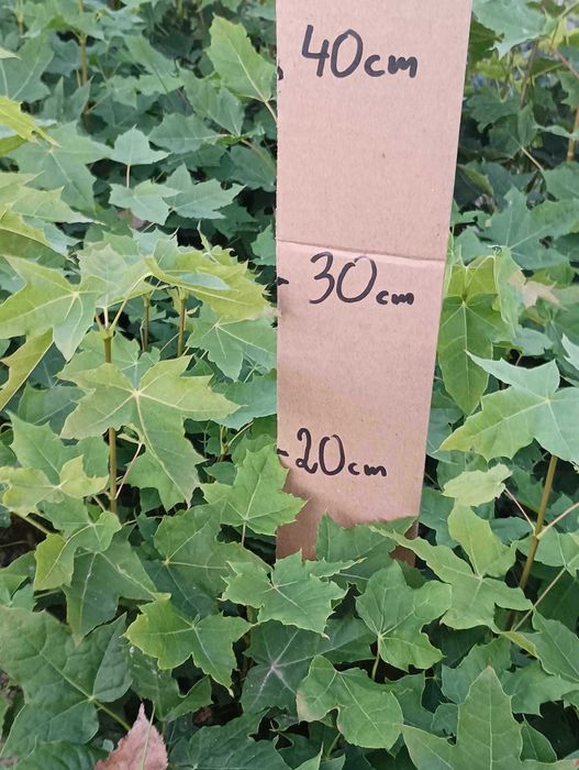 KLON ZWYCZAJNY acer platanoides 10-20 cm 33 gr