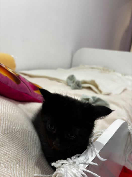 Oddam kotki w dobre ręce