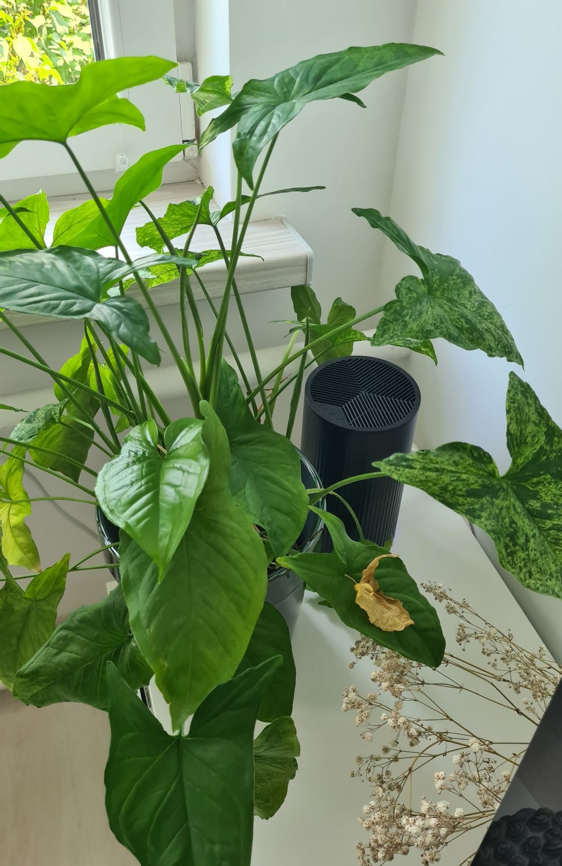 Syngonium 'Mottled Mojito"