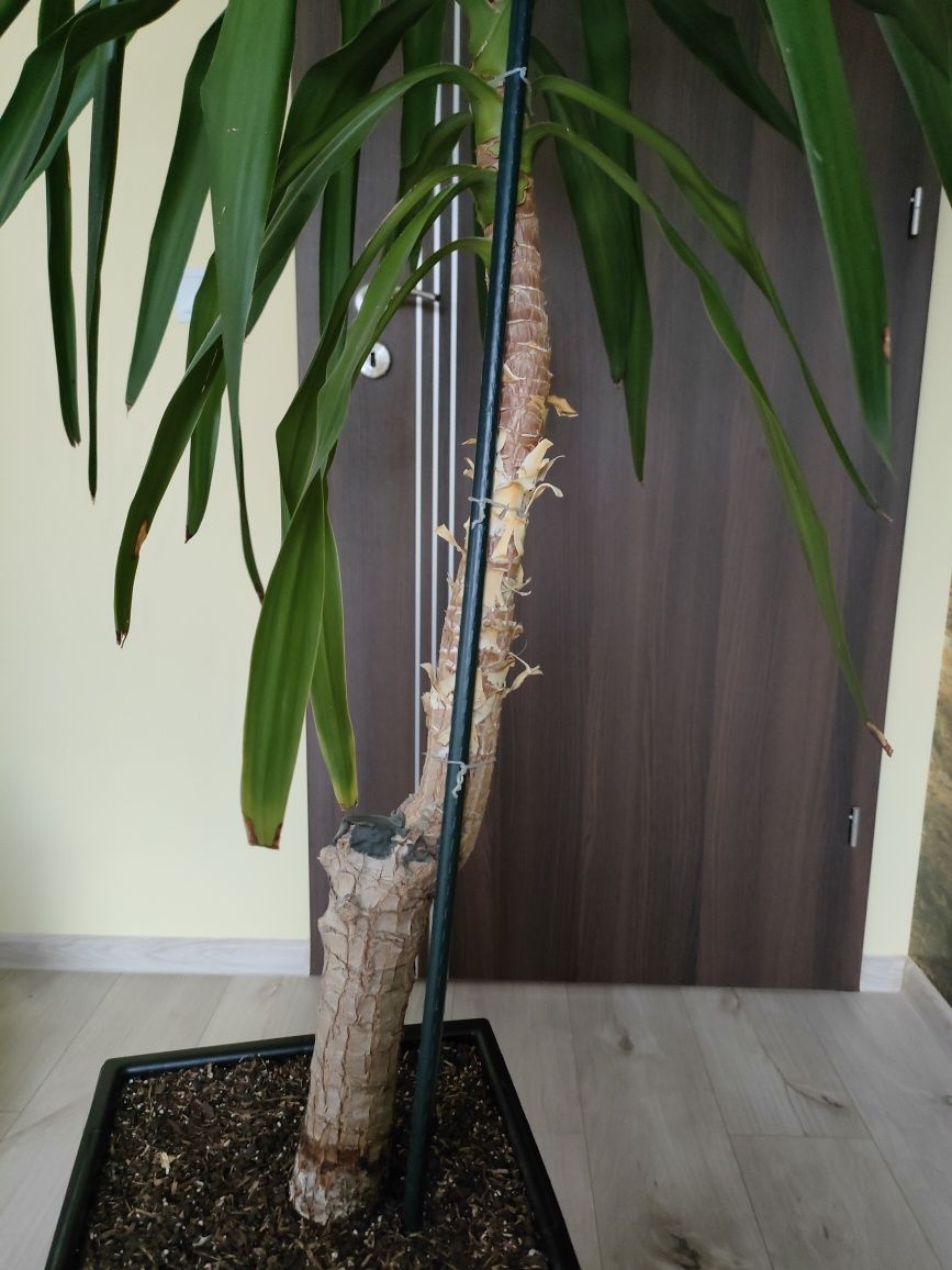 Roślina, drzewko Juka, (Yucca) 230 cm w grafitowej donicy