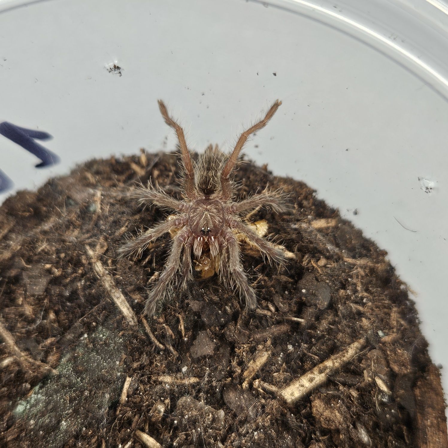 Ceratogyrus Darlingi L2