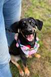 1.5 roczna sunia w typie posokowca do adopcji
