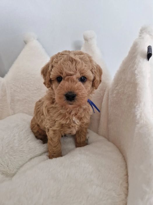 Наймиліше цуценя Мальтипу - вакцинований за віком, є паспорт