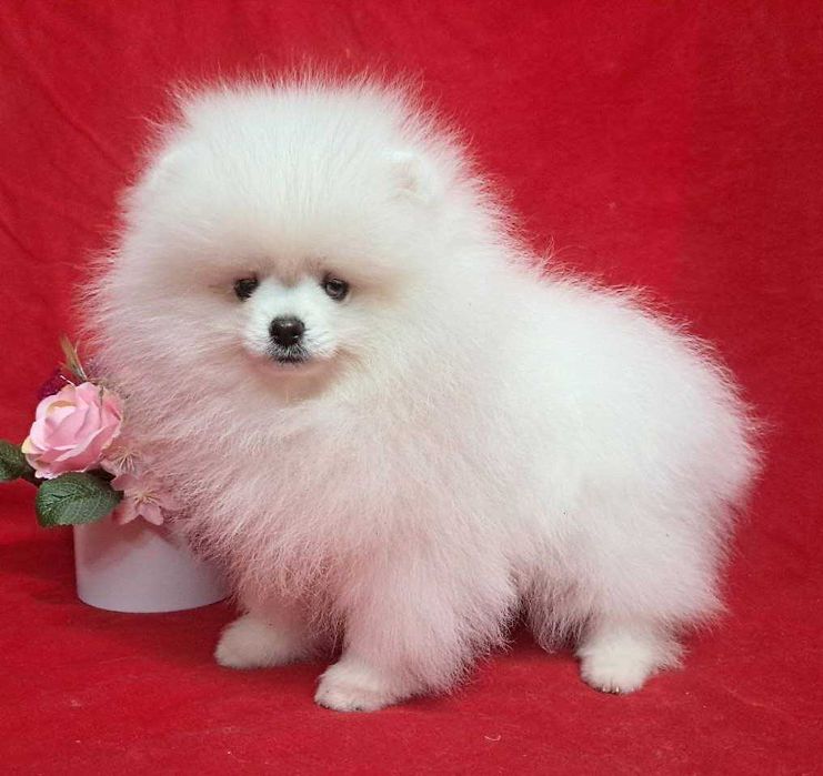 Белоснежная красотка, небольшого размера, есть нюанс.