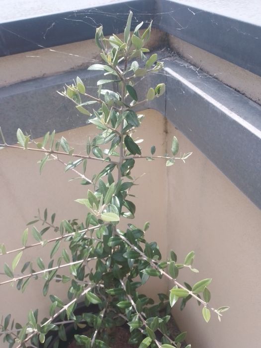 Oliveira em vaso, planta com cerca de  1 metro de altura