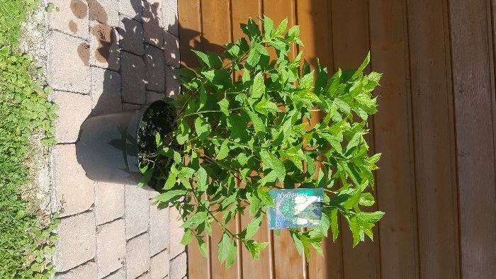 Hortensja bukietowa krzewy ozdobne