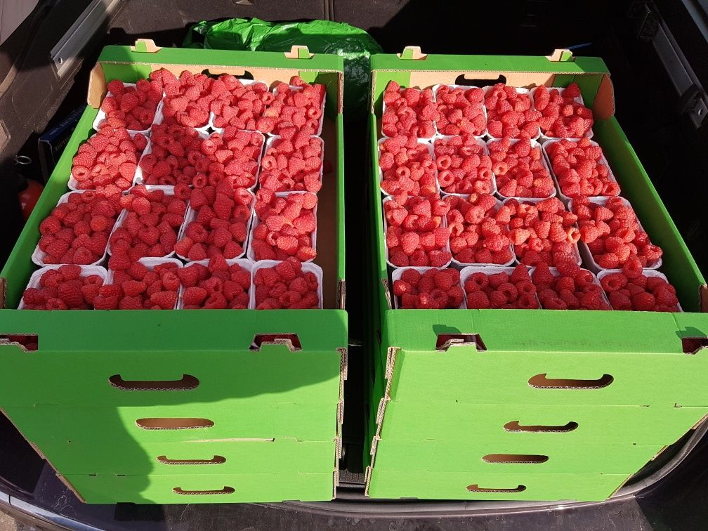 maliny tunelowe  sprzedam 20 pln/kg   praca przy malinach